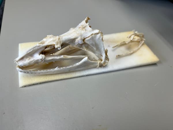 Moray eel skull specimen on display