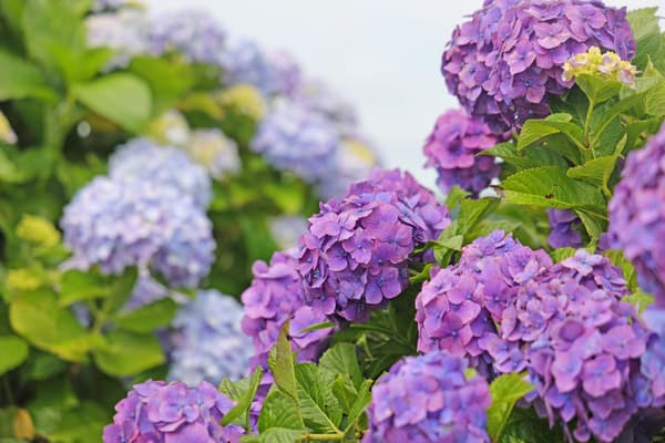 母親牧場綻放的繡球花(攝於 2026 年 6 月 16 日)