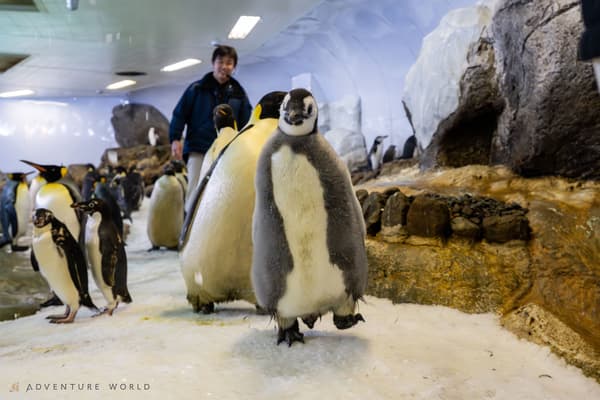 工作人员与企鹅宝宝