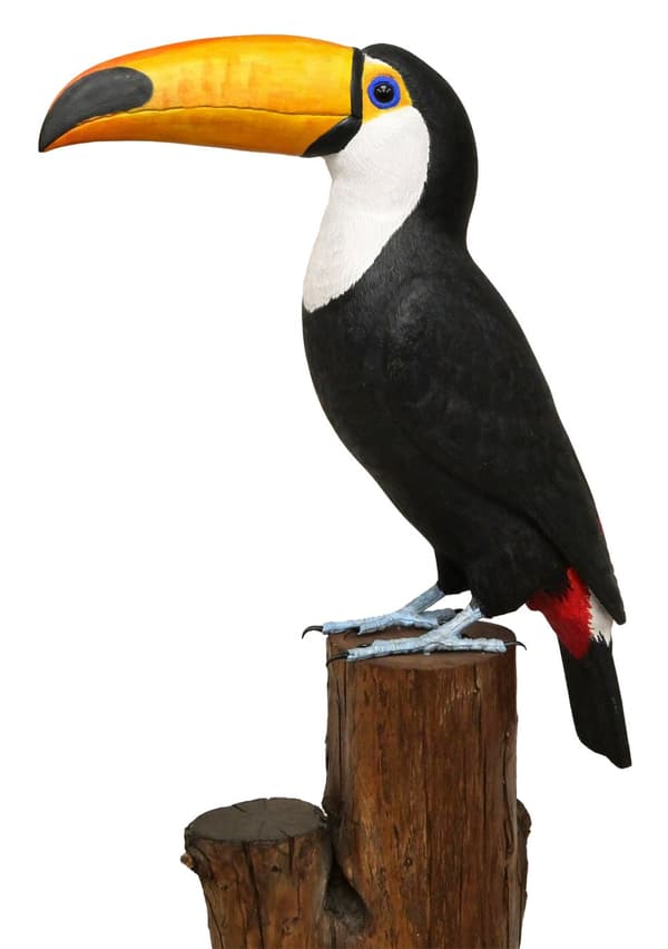 Toco Toucan
