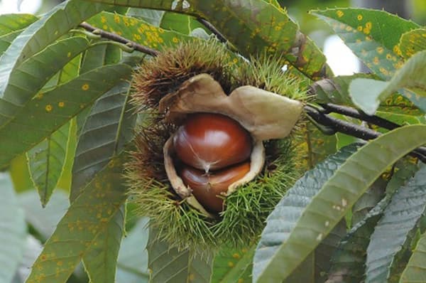 Kasama chestnuts