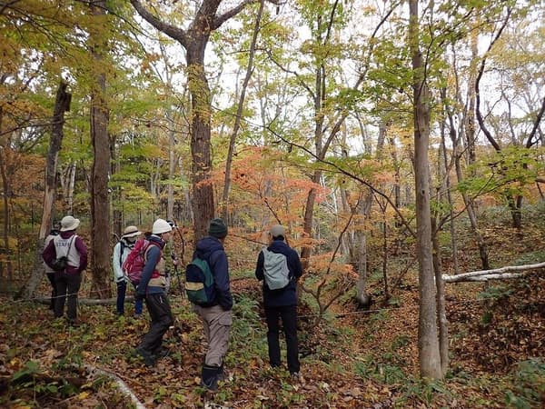 Participantes caminando por el bosque otoñal