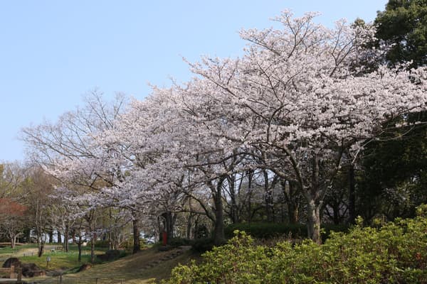 櫻花「染井吉野」