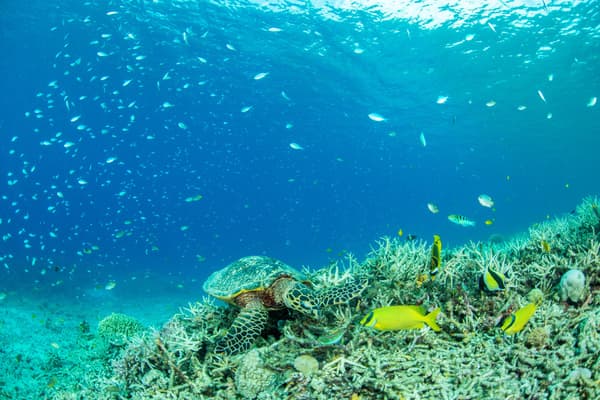 万座海滩的珊瑚保护