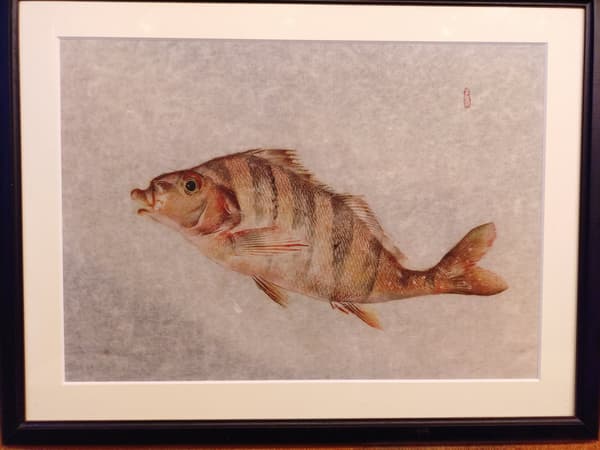 Colorful Fish Rubbing of a Takanohad-ai