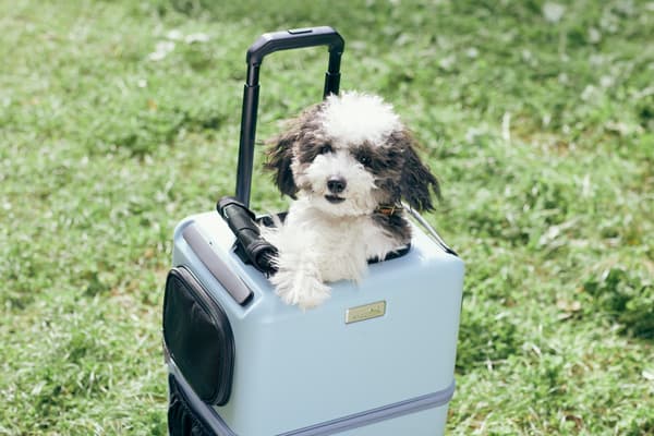 PETiCO Hard Carrier “iCO”