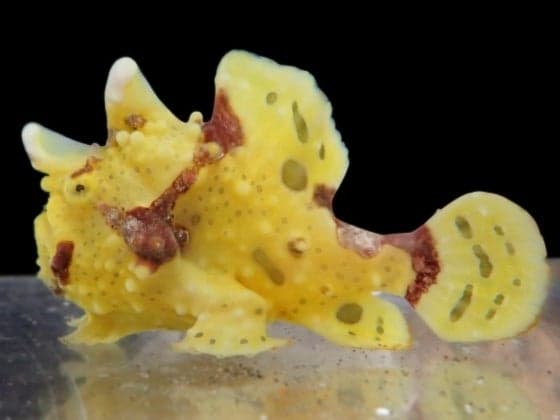 Kumadori Frogfish (a type of frogfish)