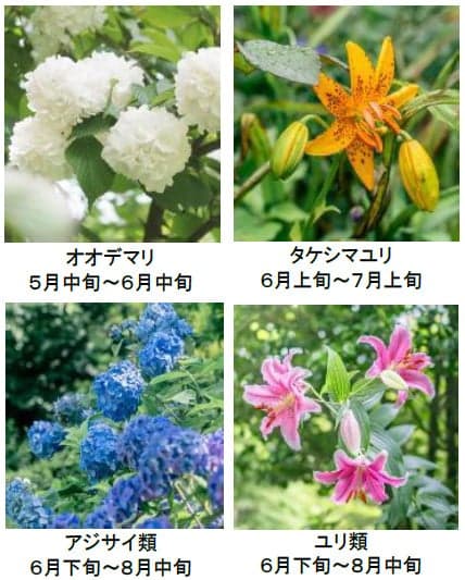 Harmony of Garden fair visual