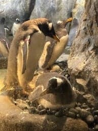 극지 동물 구역에서 알을 품고 있는 펭귄