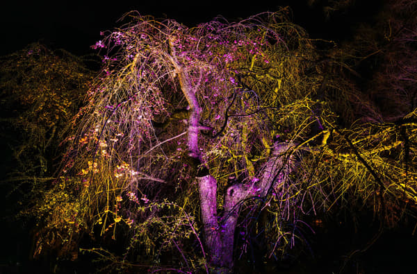teamLab, Resonating Trees - Weeping Cherry © teamLab