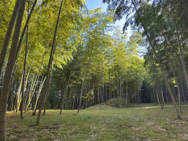 BAMBOO BASE KATSUURA의 캠핑 사이트