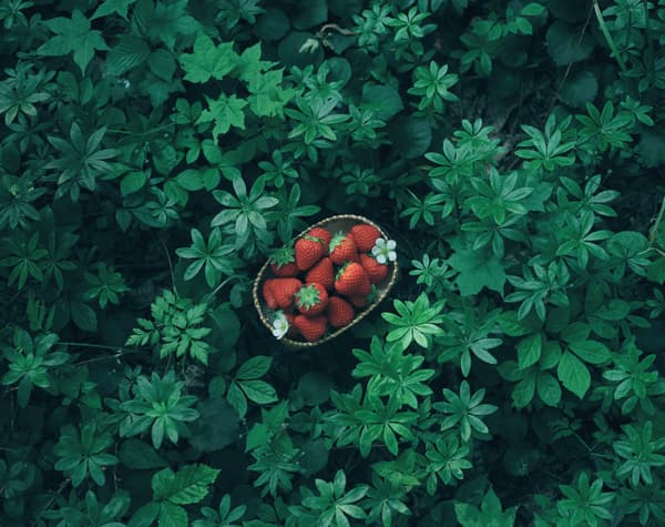 Fresas Shimokawa Natsu-ichigo