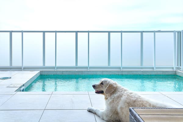 ห้องพัก Ocean Front ต้อนรับสุนัข