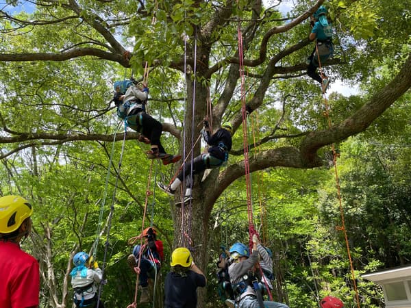 Tree Climbing experience