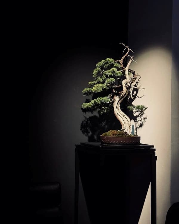 THE ETORA BONSAI 진백 분재