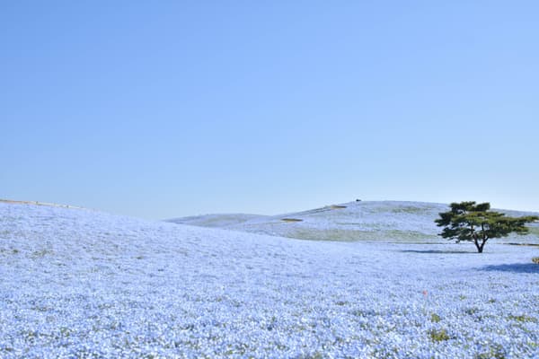 Hitachi Seaside Park nemophila fields on Miharashi Hill