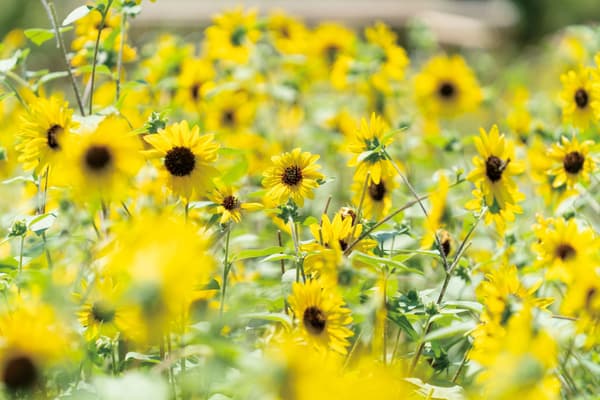 Yellow and blue summer flower fields at Gunma Flower Park+