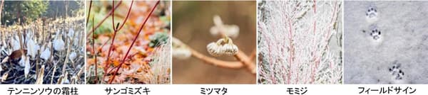 SIKI 가든의 시모바시라 빙주, 말채나무, 삼지닥나무, 단풍나무 및 동물의 흔적