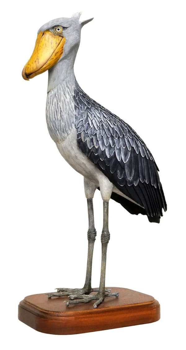 Shoebill