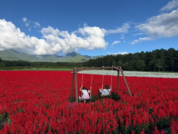 Ayunan kayu baru di ladang salvia merah