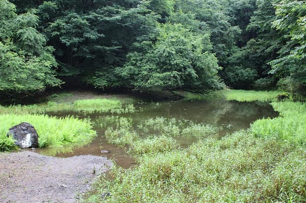 Akaike