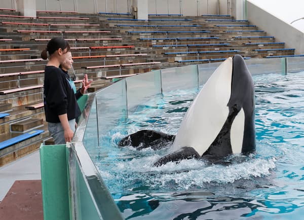 鸭川海洋世界的虎鲸握手体验