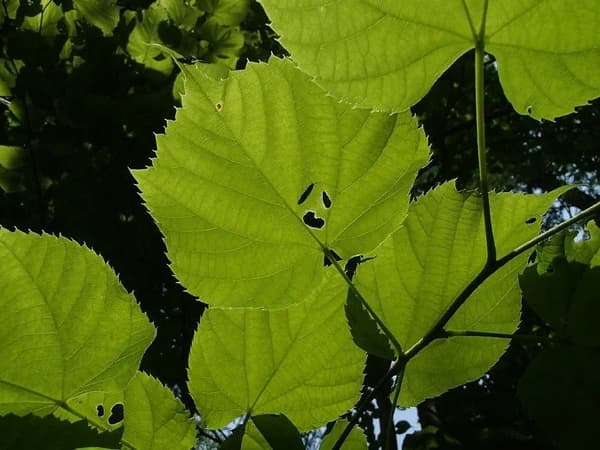 伪装问答