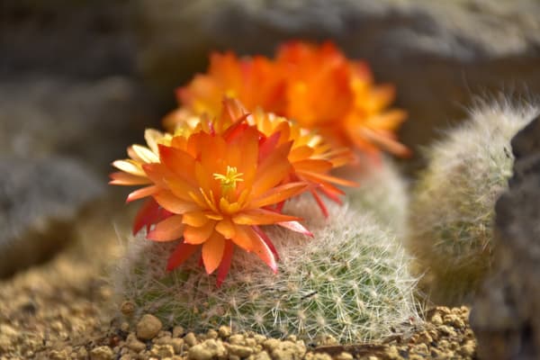 雪晃（Notocactus scopa）