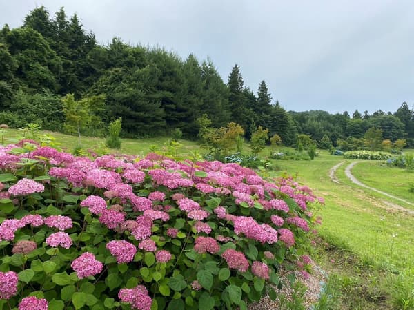 푸른 녹음 속의 수국