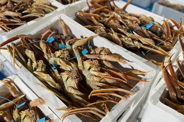 Cangrejo Kano-gani desembarcado en el puerto de Kanazawa
