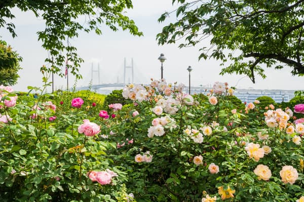港見丘公園「英國玫瑰園」