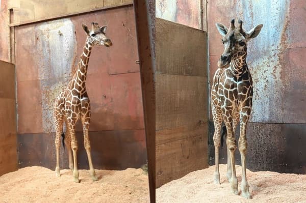 Giraffe at Gunma Safari Park
