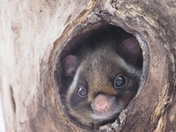 A flying squirrel living in Karuizawa
