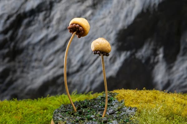 以蛇藓为灵感的果干巧克力