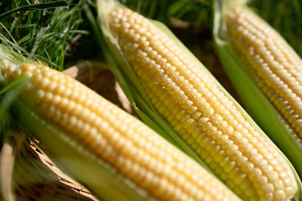 Jagung manis Kintaro dari Connect Farm