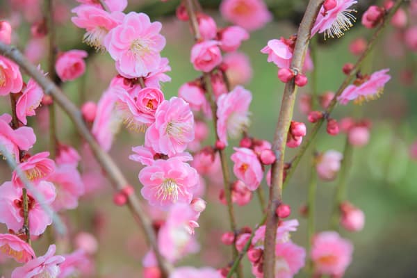 代表品種「吳羽枝垂」通過精湛的技術產生豐富的花朵