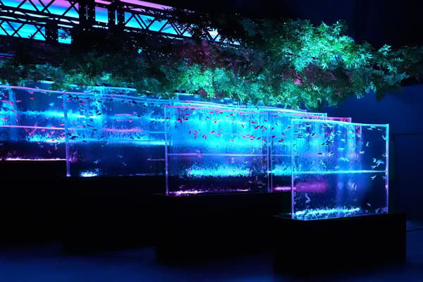 金鱼之泷/金鱼之石灯笼