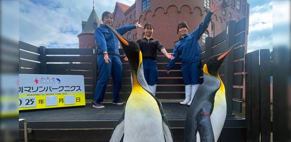 King Penguin photo session at Noboribetsu Marine Park Nixe