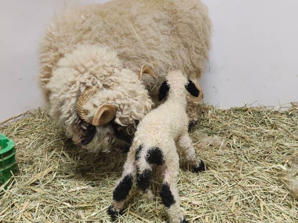 小羊在出生当天摇着尾巴吃奶