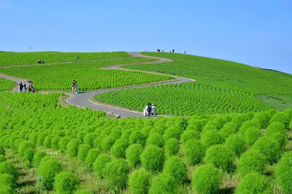 Small, fluffy kochia covering the hill