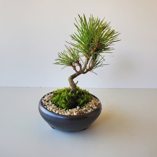 Bonsai Workshop