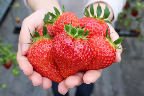 來自 Sansan-en 的草莓。甜度和酸度的完美平衡。