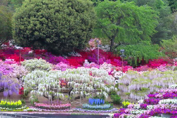 杜鹃花盛开期——白天1（历史档案照片）