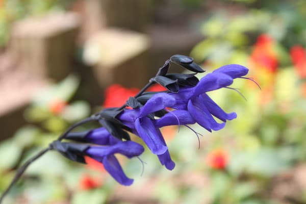 Salvia (Guarantica, dll.)