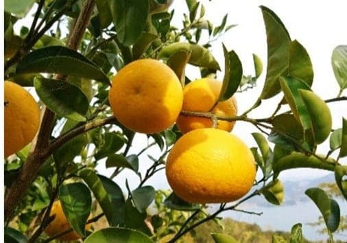 广岛八朔柑橘