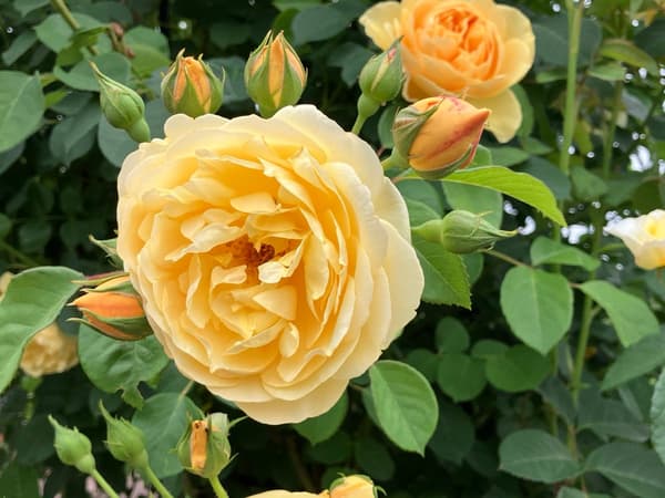 'Graham Thomas' – Aroma Teh
