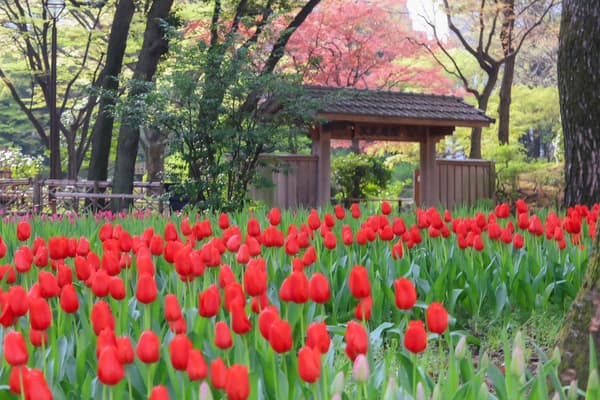 4月横滨公园的郁金香