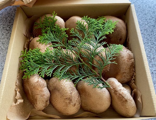 Hadiah shiitake pilihan spesial dari Matsuchan-do