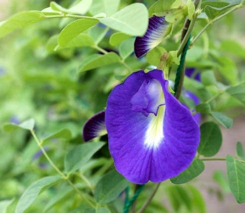 Butterfly Pea Flower