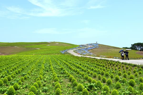 Kochia at Hitachi Seaside Park